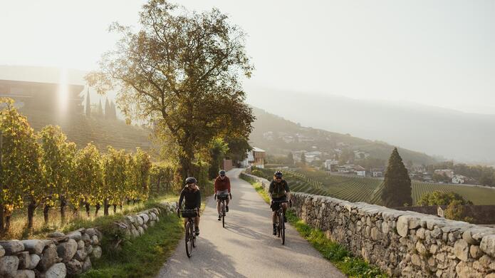 Ciclisti percorrono un sentiero tra vigneti con muretti in pietra, alberi e una vista su un paesaggio collinare nella calda luce del tramonto.