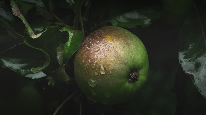 Nahaufnahme von einem grünen Apfel an einem Ast mit dunkelgrünen Blättern .